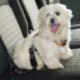 Ferplast Dog Safety Belt-Cintura di sicurezza