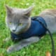 Ferplast Jogging-Pettorina per gatti