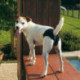 Ferplast Culotte igienica per cani