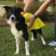 Ferplast GRO 5958-Panno assorbente per cani