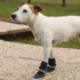 Ferplast Protective Shoes-Scarpe per cani