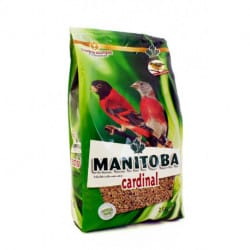Manitoba Cardinal-alimento per uccelli cardinalini